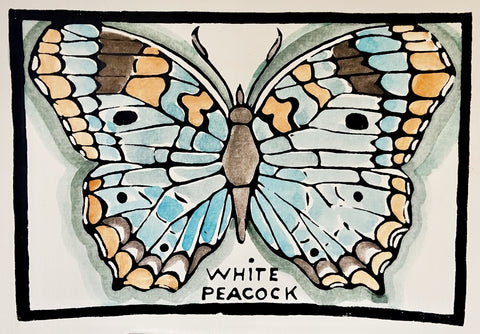 Butterfly Series - White Peacock